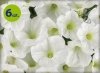 Supertunia Mini Vista White 6 sztuk
